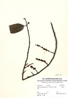 藏品(通條樹)的圖片